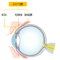 ぶどう膜炎専門治療 - 鹿児島園田眼科・形成外科